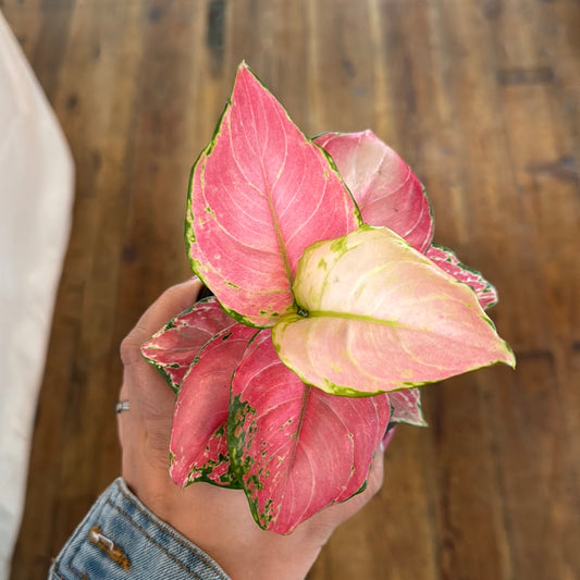 Aglaonema Pink - Chinese Evergreen