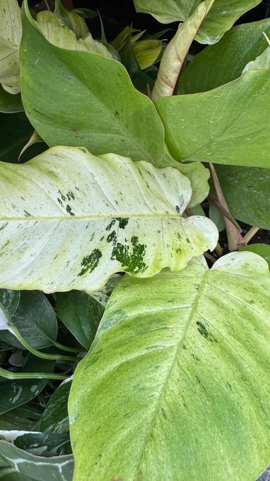 Philodendron Snow Drift