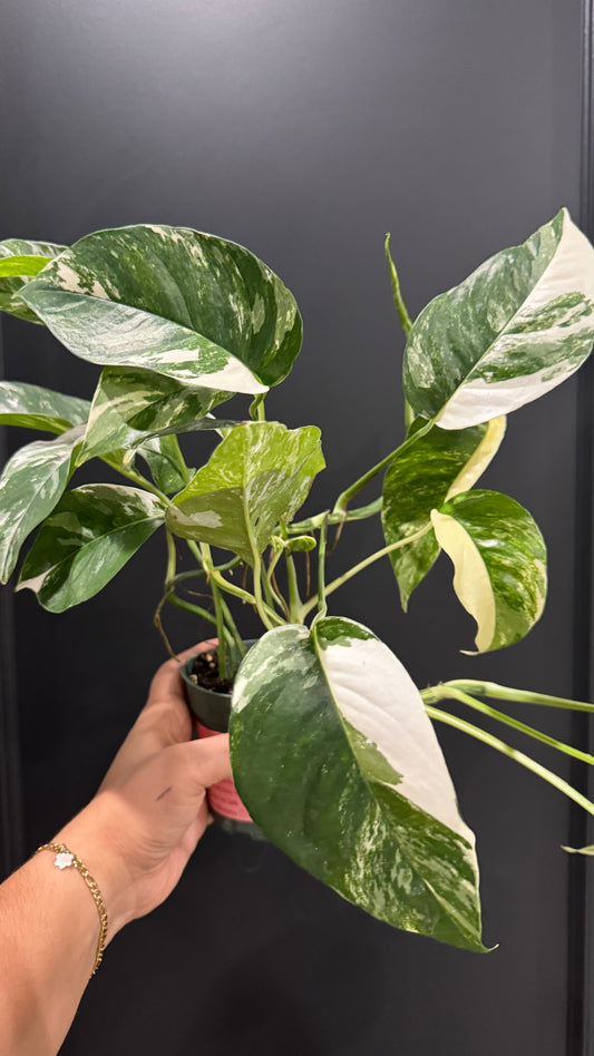 Epipremnum - Pinnatum Albo