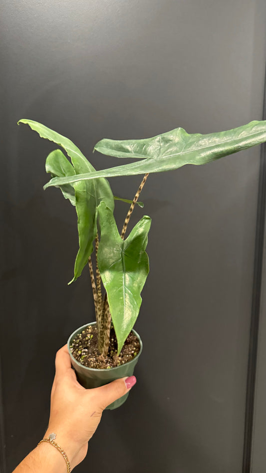 Alocasia Zebrina