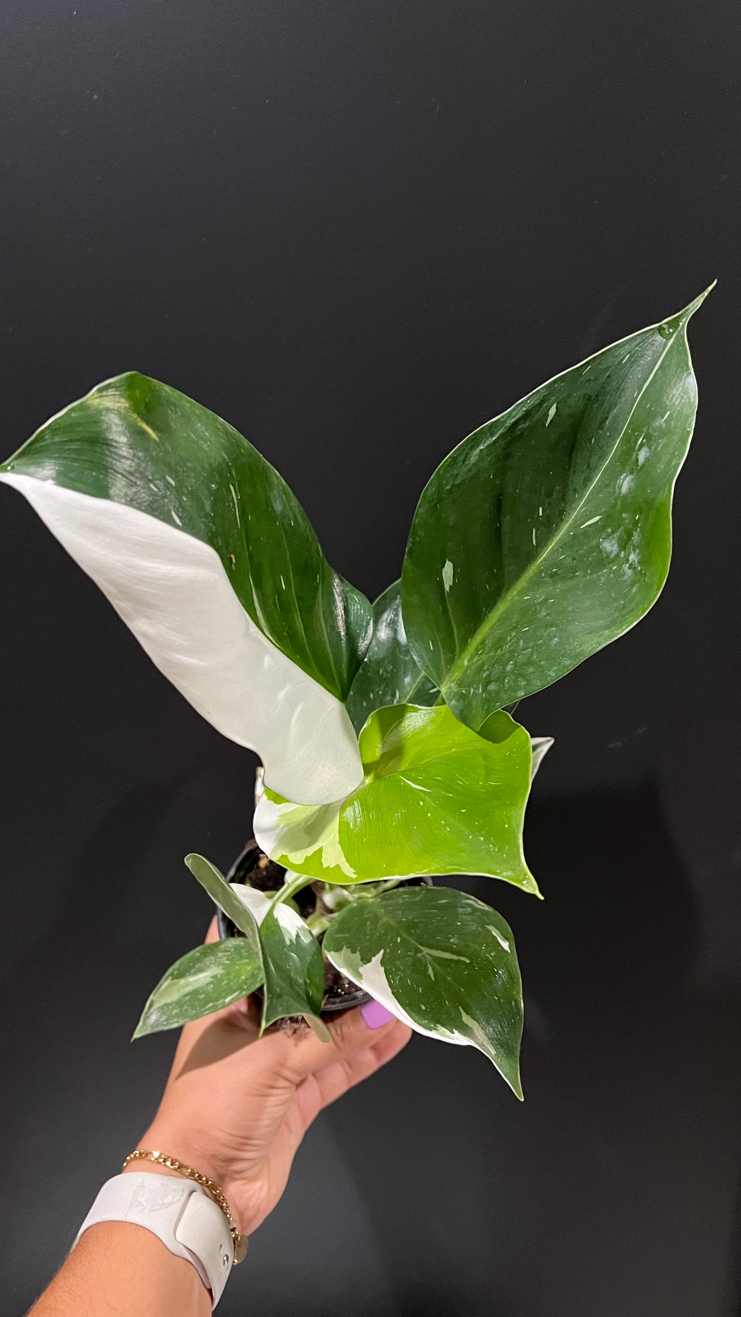 Philodendron Punctata