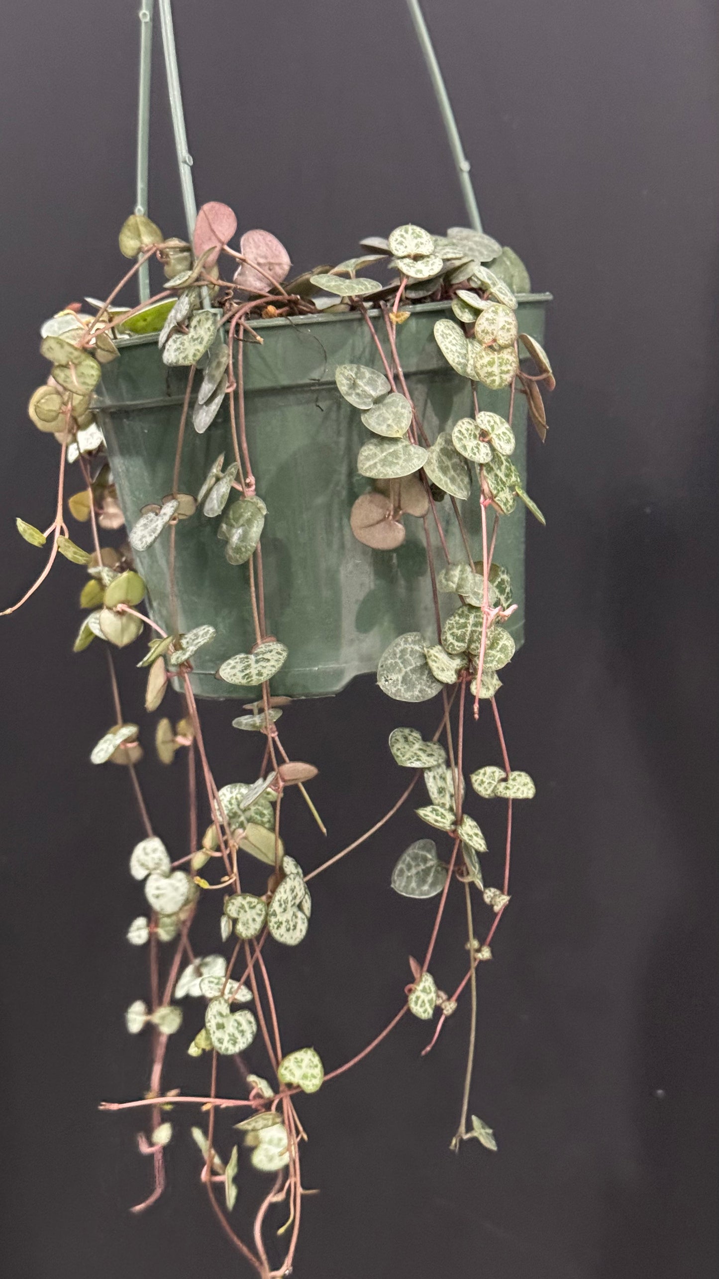 String of Hearts | Ceropegia Woodii | Chain of Hearts