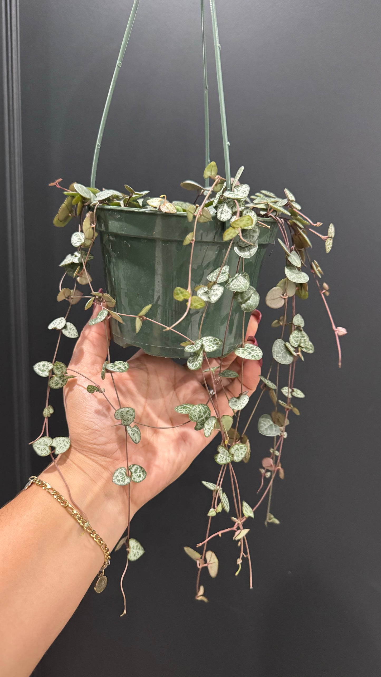 String of Hearts | Ceropegia Woodii | Chain of Hearts