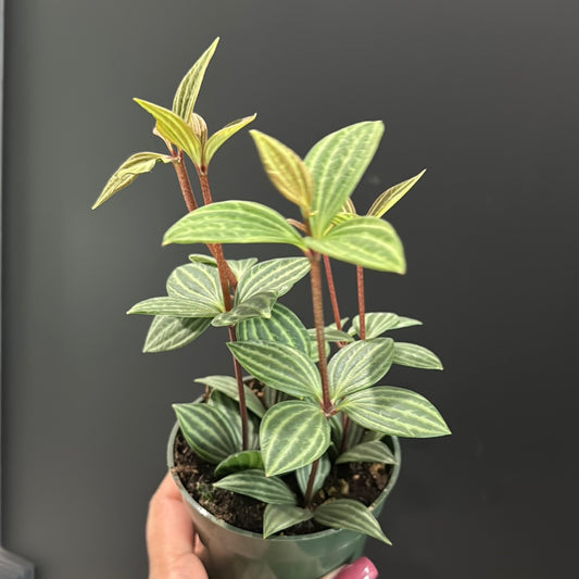 Peperomia Stilt