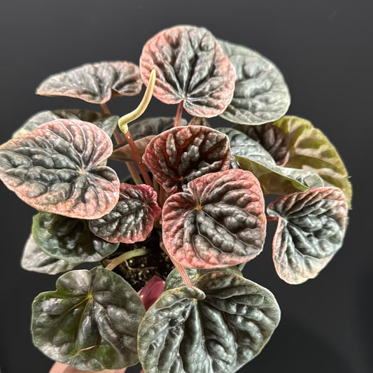 Peperomia Abricos