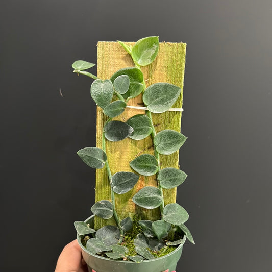 Rhaphidophora Hayii