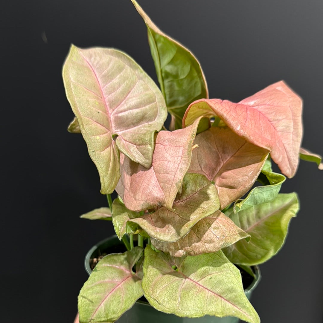 Syngonium sp. Neon Pink