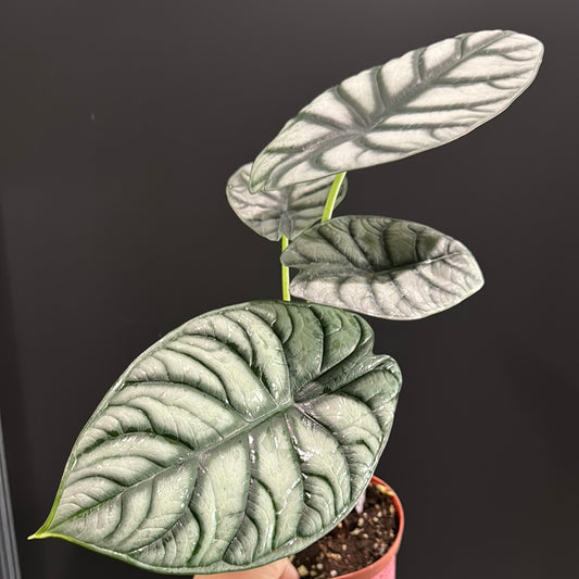 Alocasia Silver Dragon