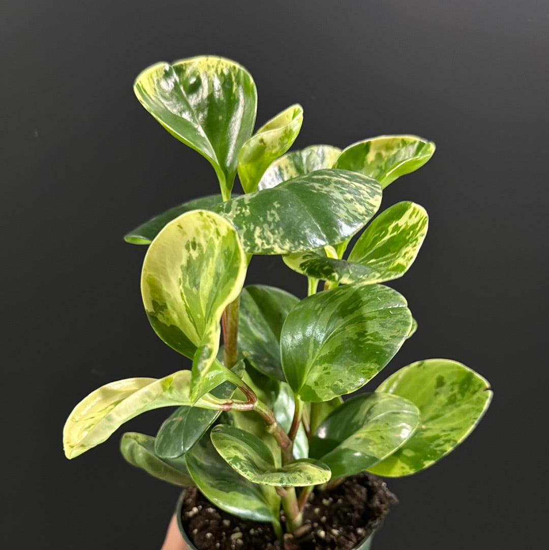 Peperomia Obtusifolia Variegata- Marble Green