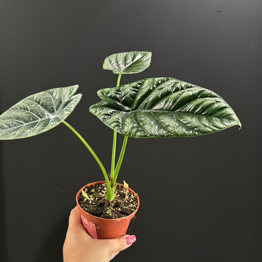 Alocasia Sinuata 'Quilted Dream'