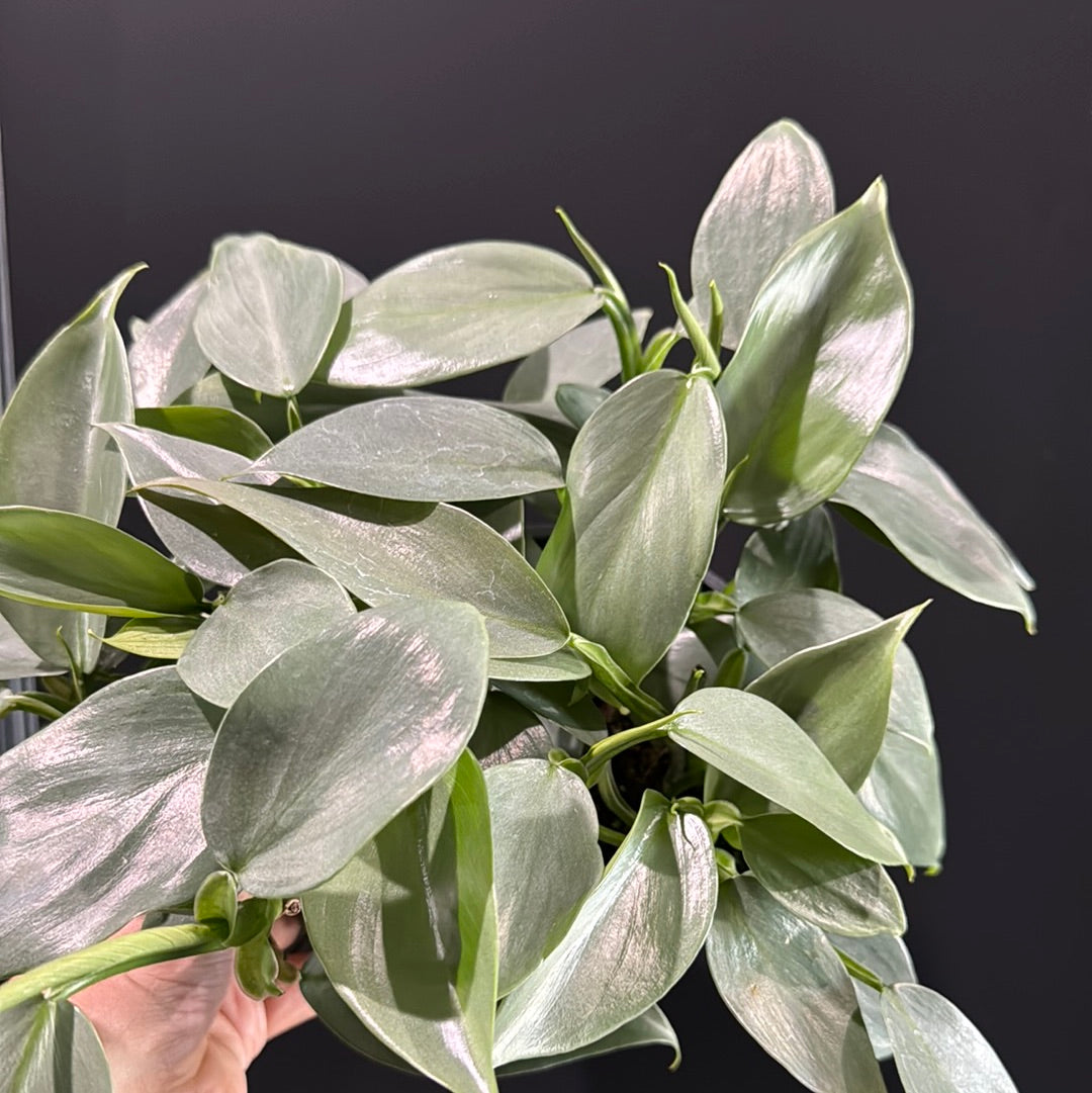 Philodendron sp. Silver Sword