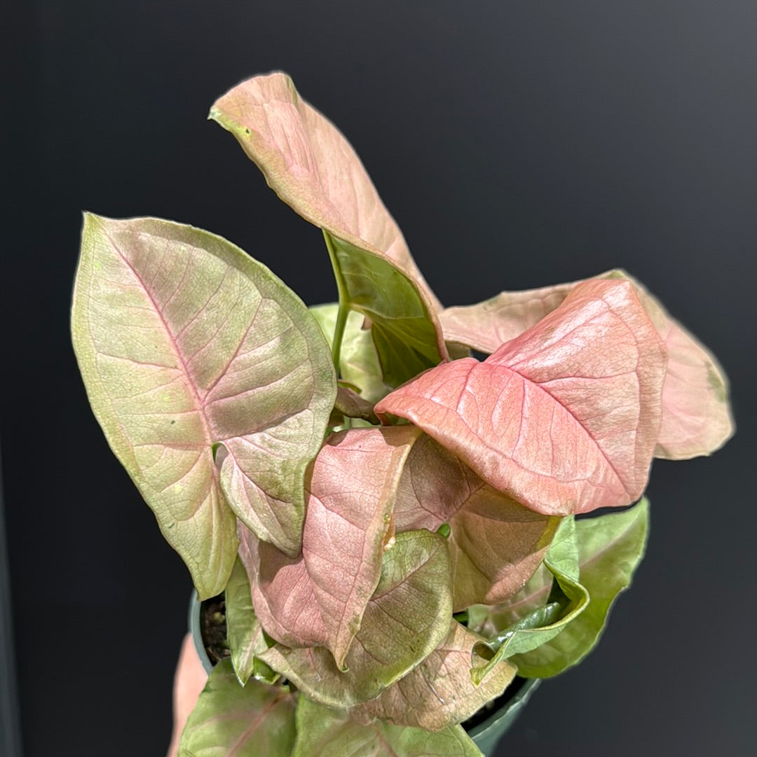 Syngonium sp. Neon Pink
