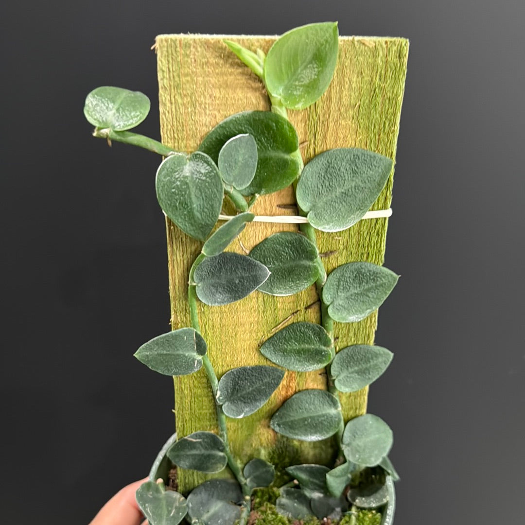 Rhaphidophora Hayii
