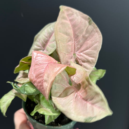 Syngonium sp. Neon Pink