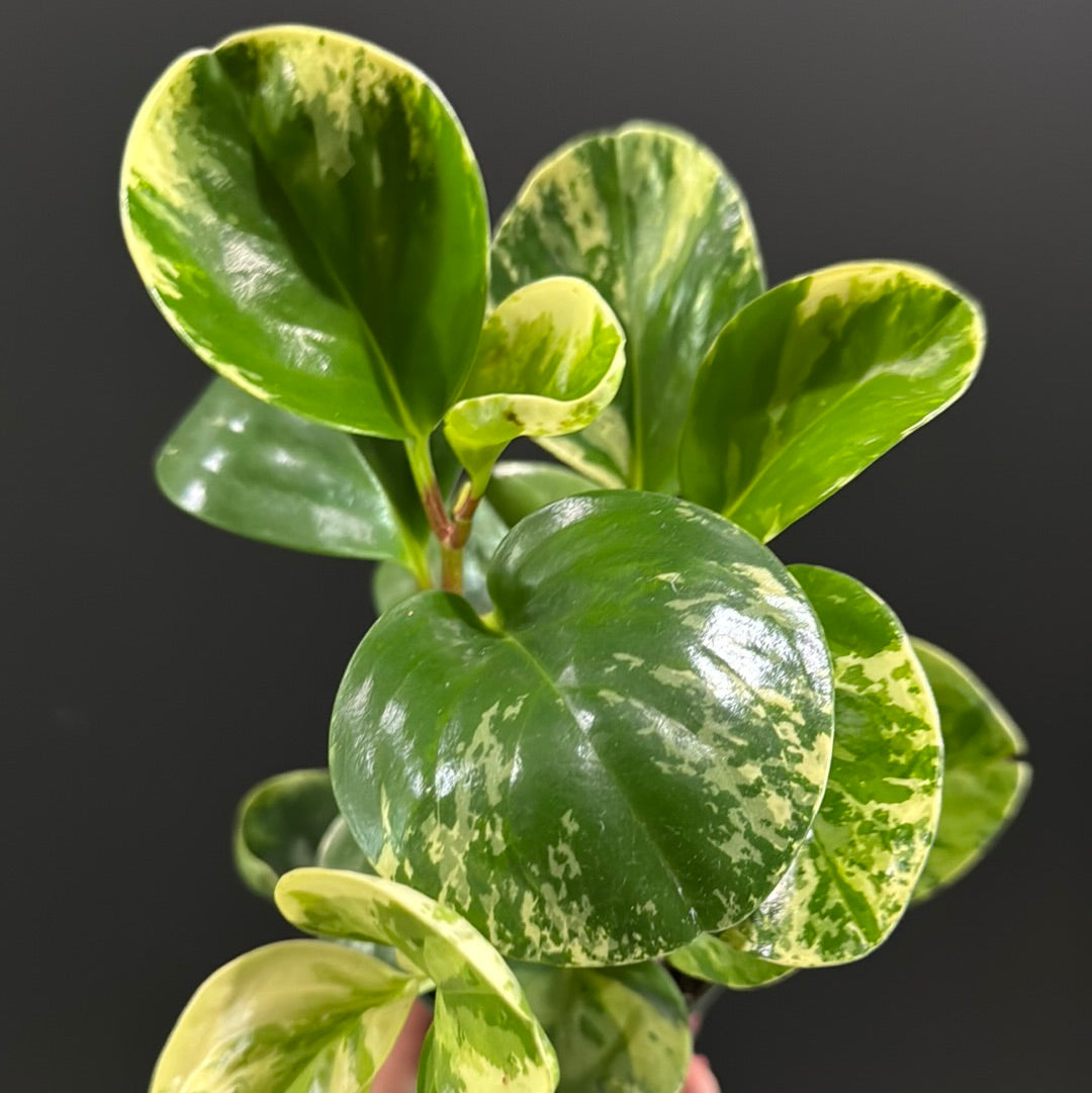 Peperomia Obtusifolia Variegata- Marble Green