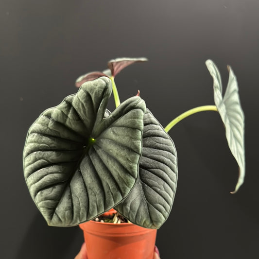 Alocasia sp. Nebula 'Imperialis'
