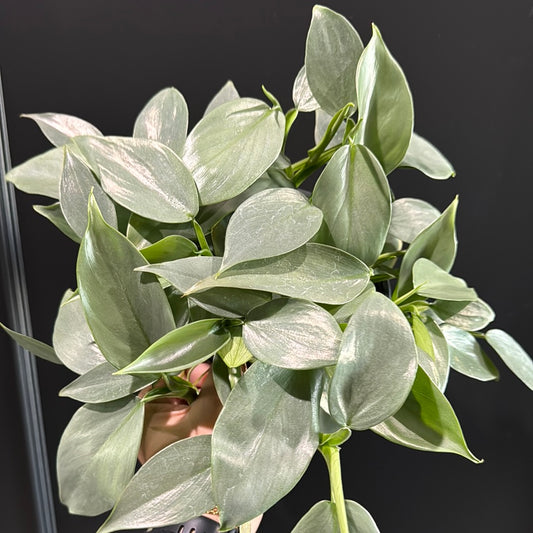 Philodendron sp. Silver Sword