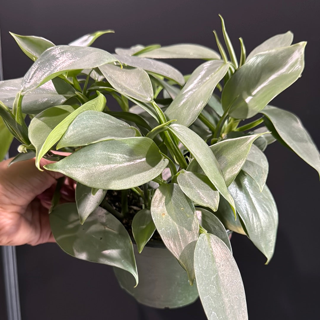 Philodendron sp. Silver Sword