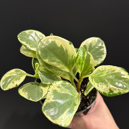 Peperomia Obtusifolia Variegata - Golden Gate