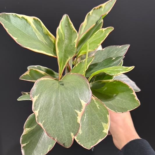 Peperomia 'Ginny'