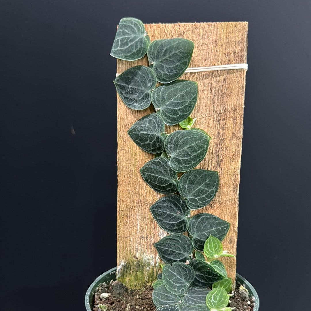 Rhaphidophora Cryptantha – Dear Journey Blooms