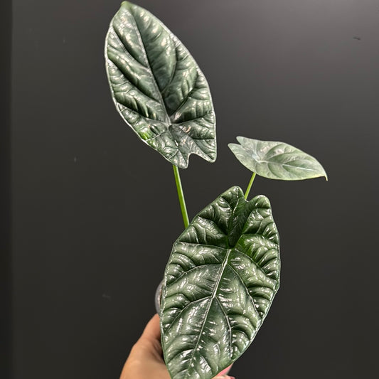 Alocasia Sinuata 'Quilted Dream'