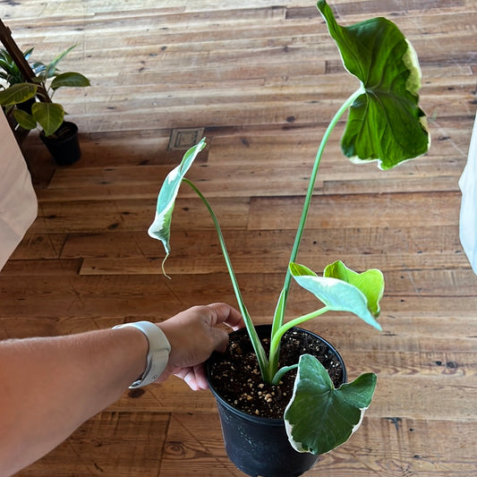 Alocasia Mickey Mouse