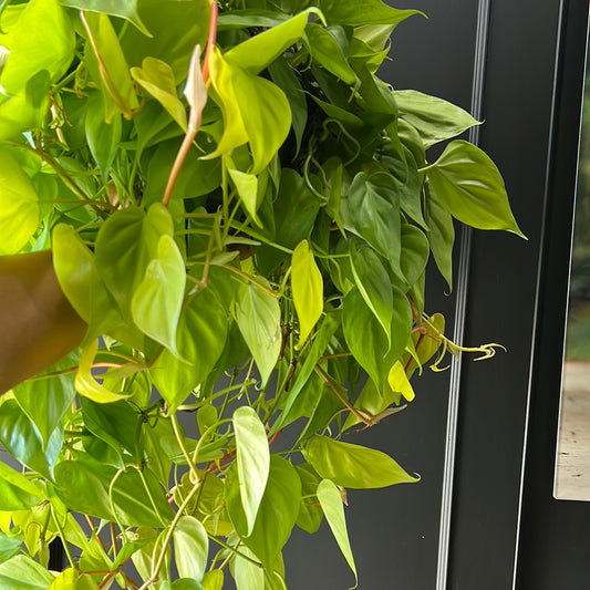 Philodendron Cordatum - Lemon Lime
