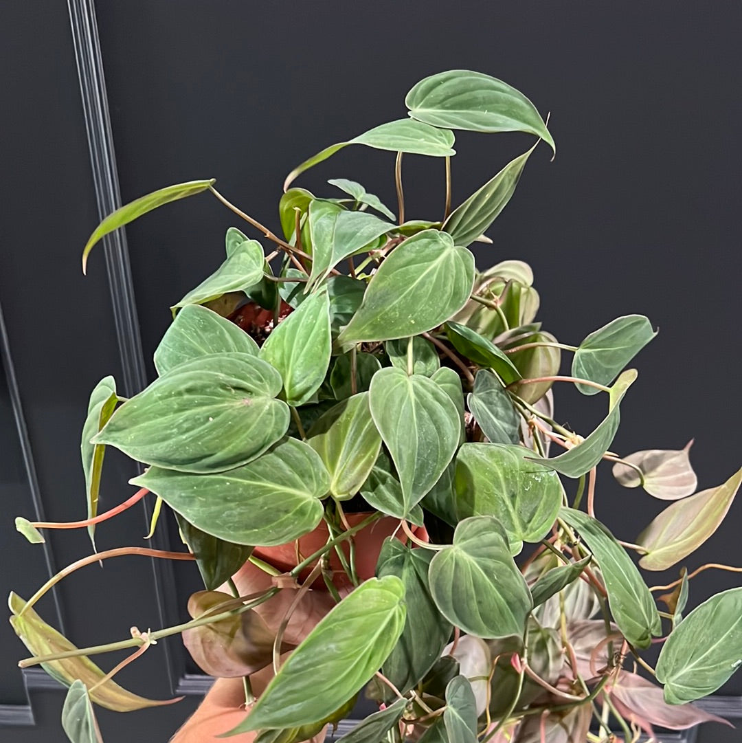 Philodendron sp. Micans