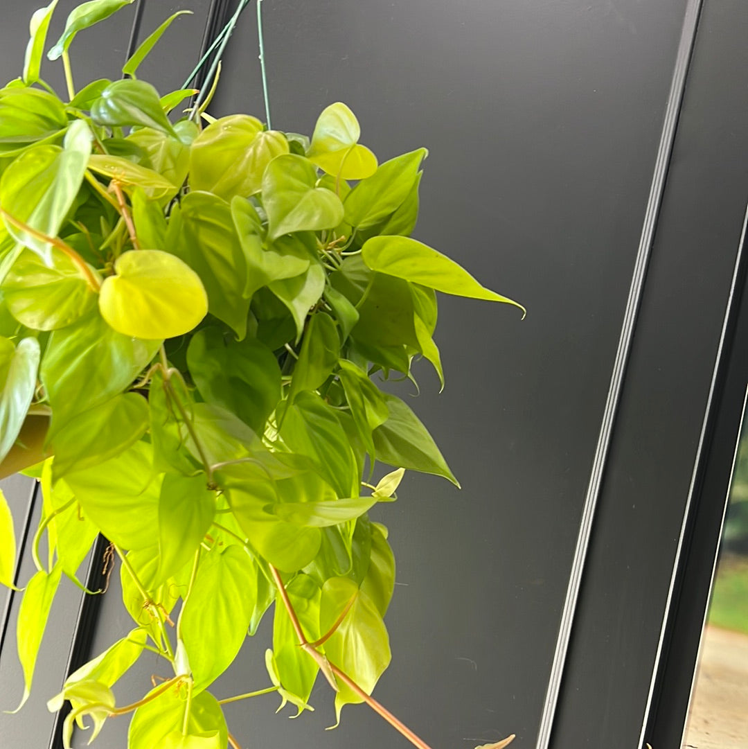 Philodendron Cordatum - Lemon Lime