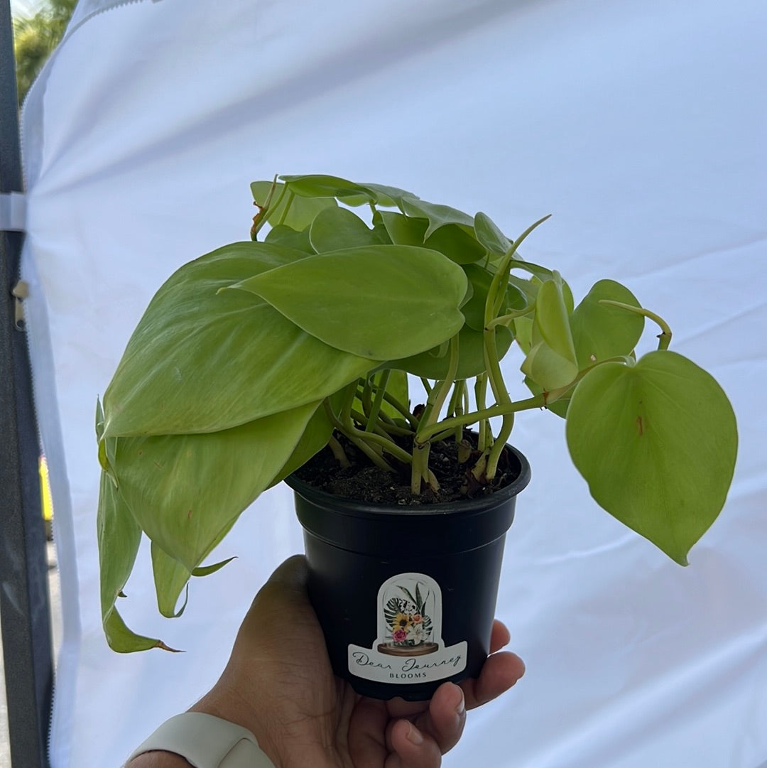 Philodendron Cordatum - Lemon Lime
