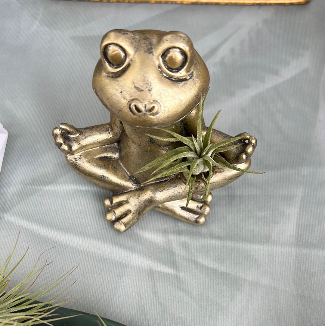 Frog with Airplant