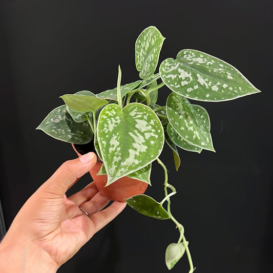 Scindapsus sp. Pictus - Satin Pothos