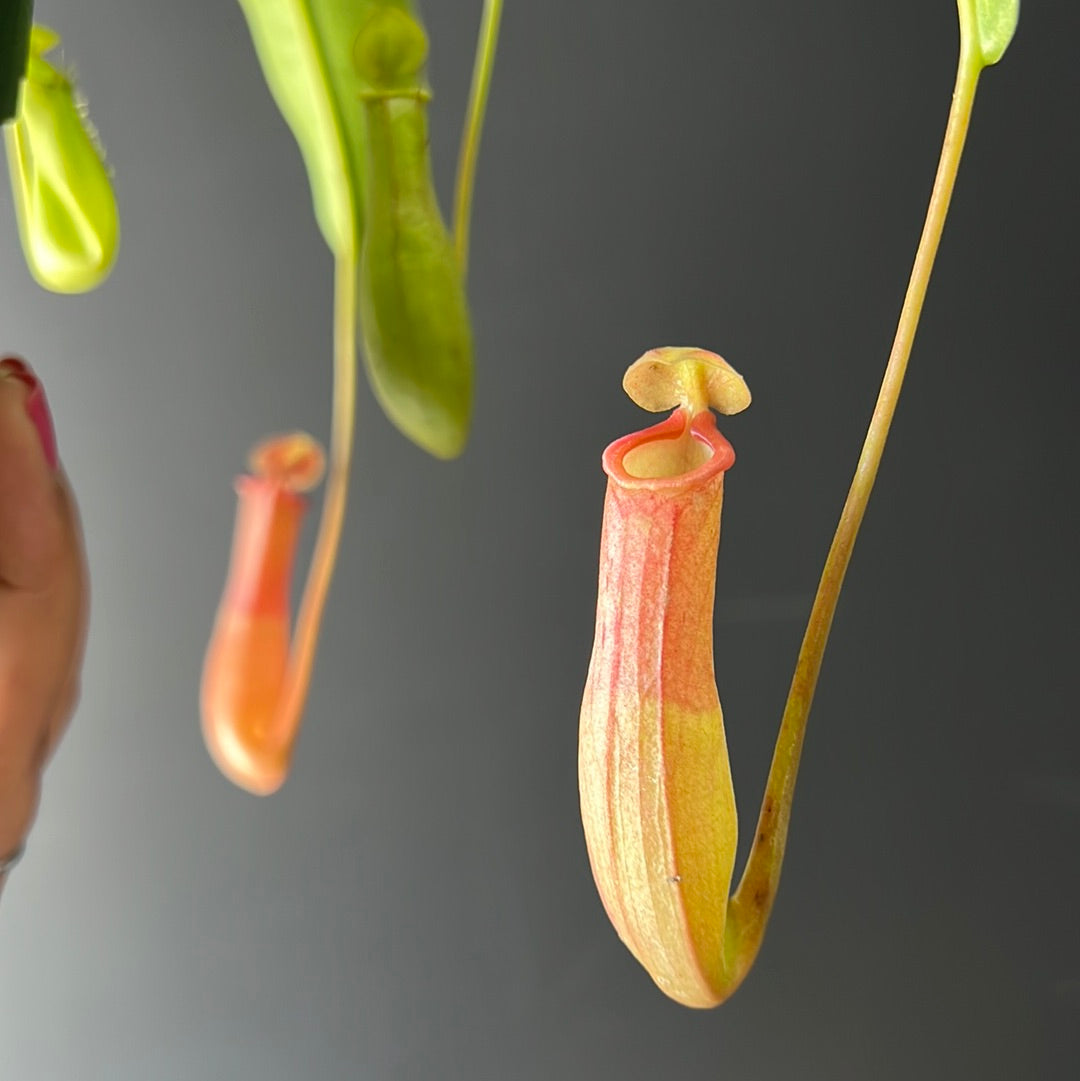 Nepenthes Alata Tropical Pitcher Plant
