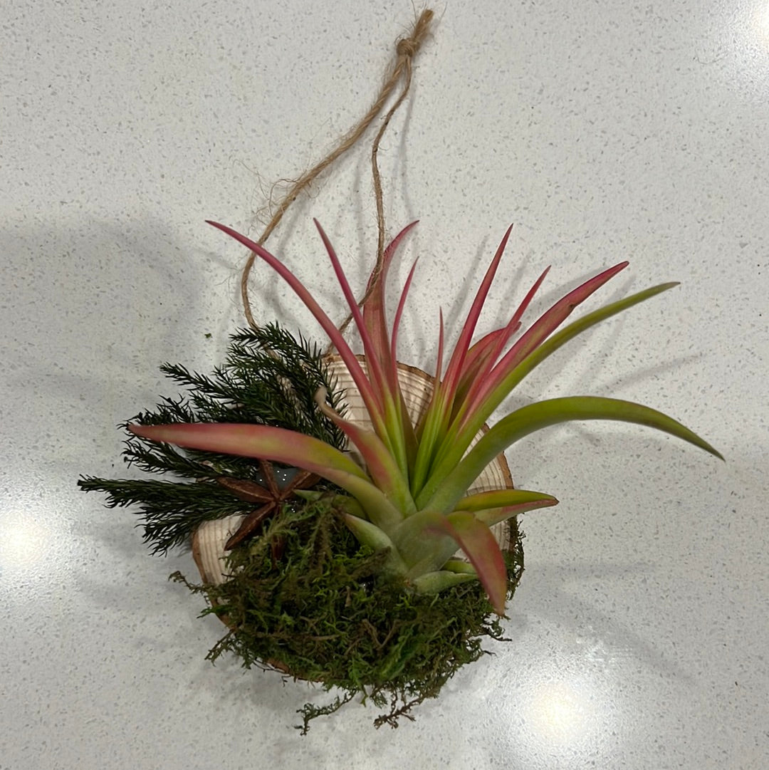 Holiday Christmas Airplant Ornament