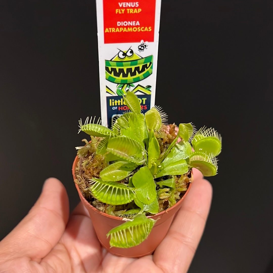 Venus Fly Trap- Dionaea muscipula
