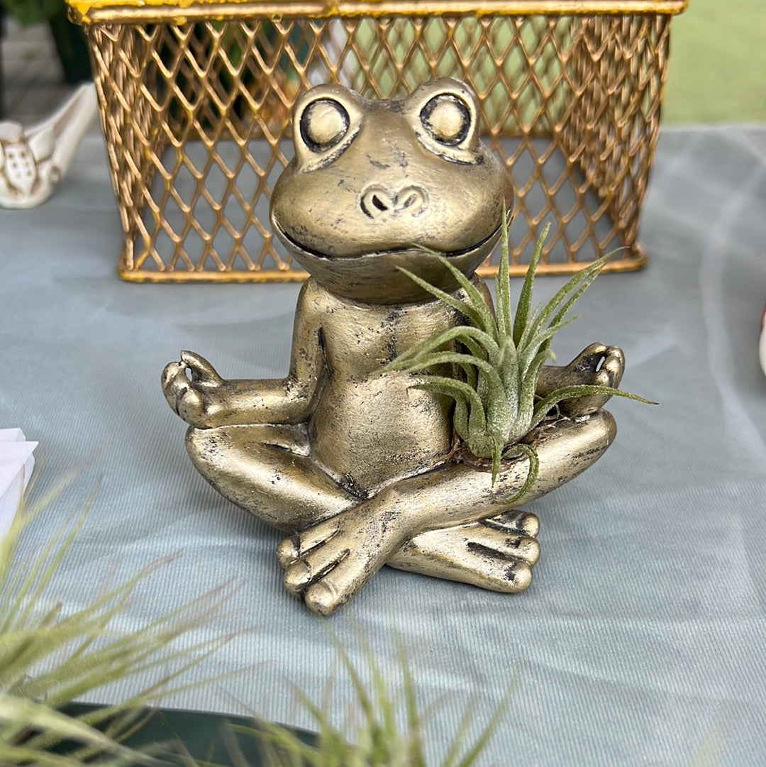 Frog with Airplant