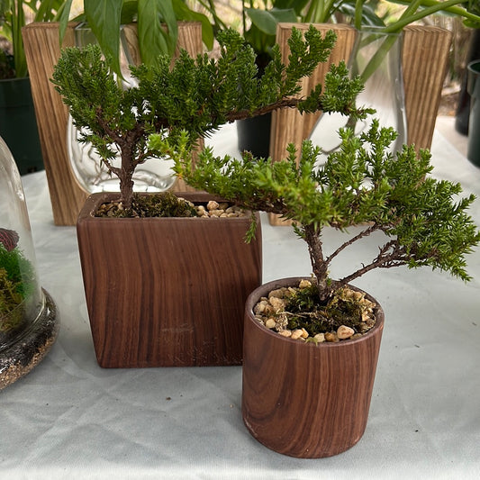3" Bonsai Tree in Wood Grain Ceramic