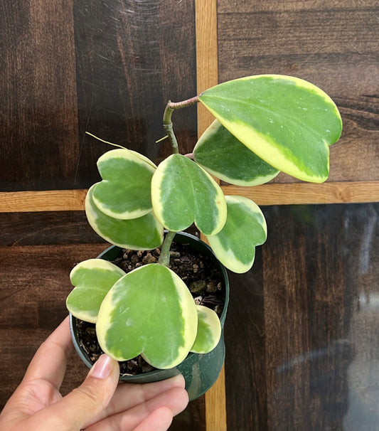 Variegated Hoya Kerrii