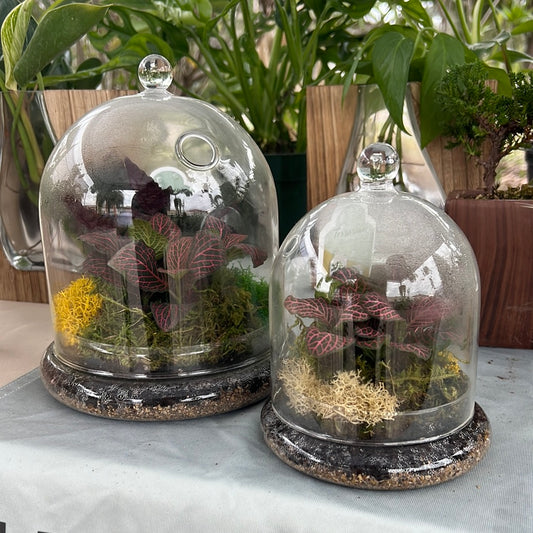 Glass Cloche Terrarium