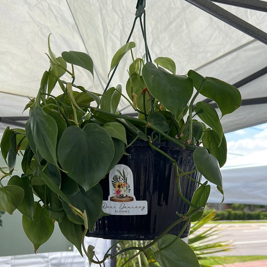 Philodendron Cordatum - Jade