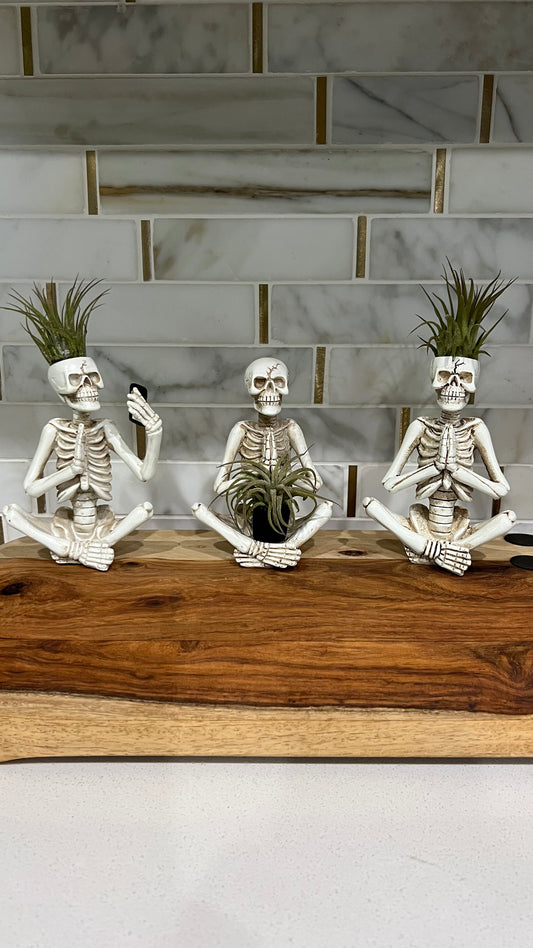 Skeleton with AirPlant